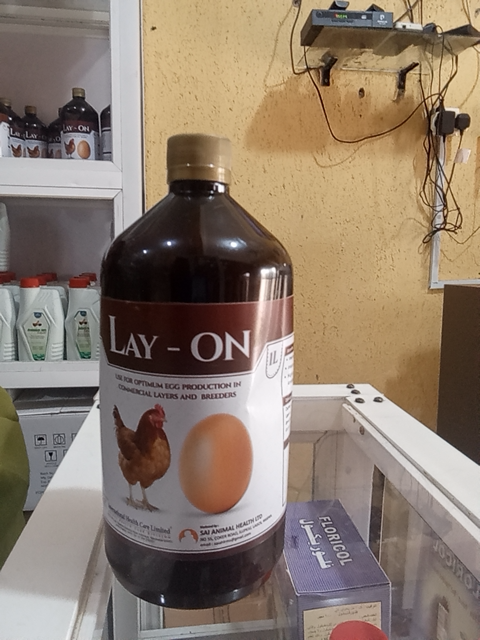 Lay on