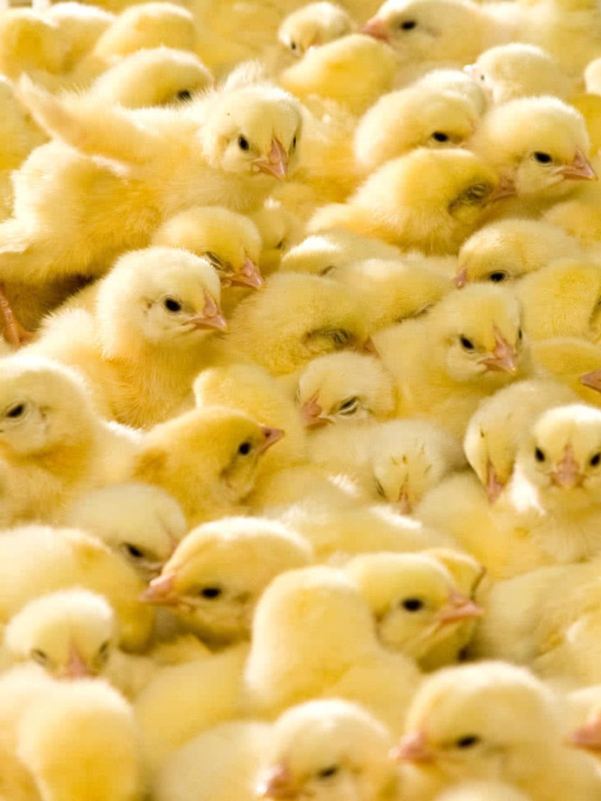 Day-old chicks